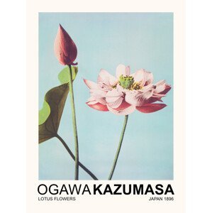 Obrazová reprodukce Lotus Flowers (Japandi Florals) - Ogawa Kazumasa, (30 x 40 cm)