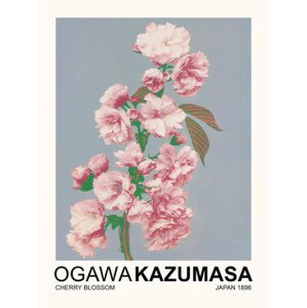Obrazová reprodukce Cherry Blossom (Japandi Florals) - Ogawa Kazumasa, (30 x 40 cm)