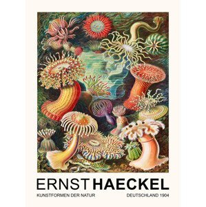 Obrazová reprodukce Actiniae–Seeanemonen / Sea Anemones (Vintage Academia) - Ernst Haeckel, (30 x 40 cm)