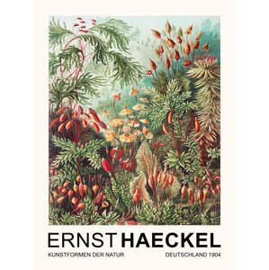 Obrazová reprodukce Muscinae–Laubmoose / Rainforest Plants (Vintage Academia) - Ernst Haeckel, (30 x 40 cm)