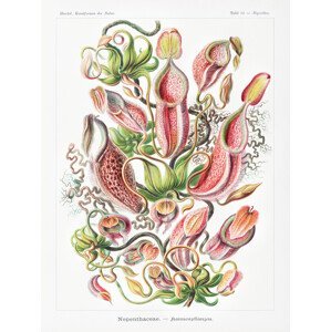 Obrazová reprodukce Nepenthaceae–Kannenpflanzen (Carnivorous Plants / Academia) - Ernst Haeckel, (30 x 40 cm)
