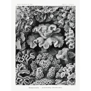Obrazová reprodukce Hexacoralla–Sechsstrahlige Sternkorallen (Coral Reef / Academia) - Ernst Haeckel, (30 x 40 cm)