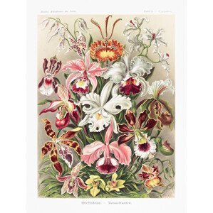 Obrazová reprodukce Orchideae–Denusblumen / A. Giltsch, gem (Orchids / Academia) - Ernst Haeckel, (30 x 40 cm)