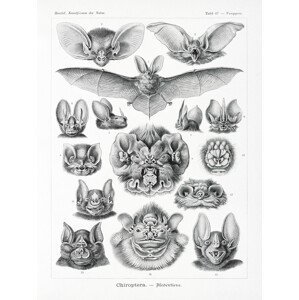 Obrazová reprodukce Chiroptera–Fledertiere (Bats / Academia) - Ernst Haeckel, (30 x 40 cm)