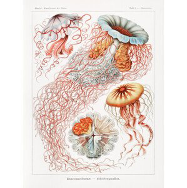 Obrazová reprodukce Discomedusae–Scheibenquallen (Jellyfish / Academia) - Ernst Haeckel, (30 x 40 cm)