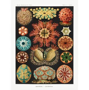 Obrazová reprodukce Ascidiae–Seescheiden (Marine Life / Academia) - Ernst Haeckel, (30 x 40 cm)