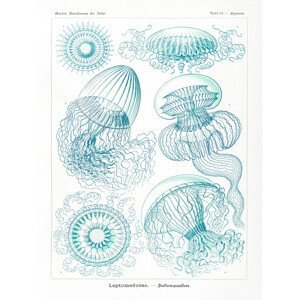 Obrazová reprodukce Leptomedusae–Faltenquallen (Jellyfish / Academia) - Ernst Haeckel, (30 x 40 cm)