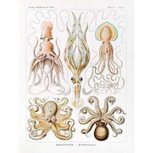 Obrazová reprodukce Gamochonia–Trichterkraken (Octopus / Academia) - Ernst Haeckel, (30 x 40 cm)