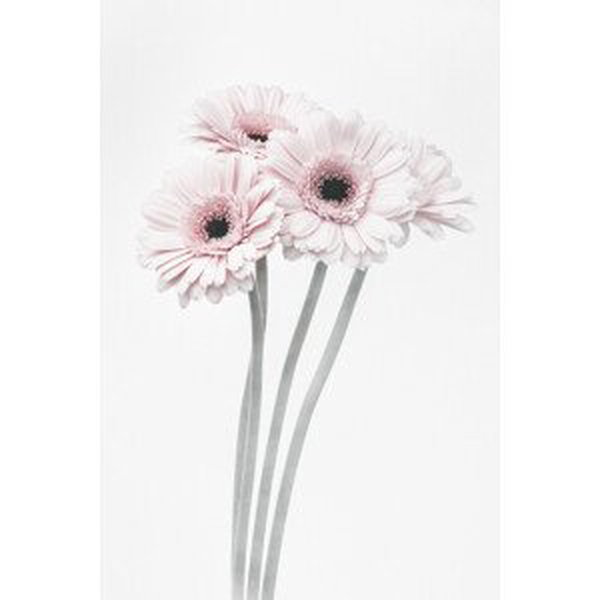 Umělecká fotografie Pink Flowers, Studio Collection, (26.7 x 40 cm)