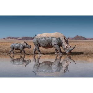 Umělecká fotografie RhinosWalk, Marcel Egger, (40 x 26.7 cm)