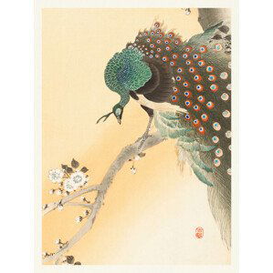 Obrazová reprodukce Peacock & Cherry Blossom (Japandi Vintage) - Ohara Koson, (30 x 40 cm)