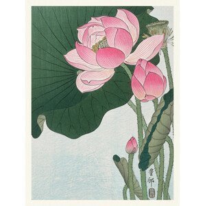 Obrazová reprodukce Blooming Lotus (Japandi Vintage) - Ohara Koson, (30 x 40 cm)