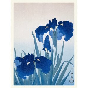 Obrazová reprodukce Blue Iris Flowers (Japandi Vintage) - Ohara Koson, (30 x 40 cm)