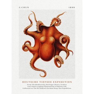 Obrazová reprodukce Deutsche Tiefsee Expedition Poster No.3 (Vintage Octopus) - Carl Chun, (30 x 40 cm)