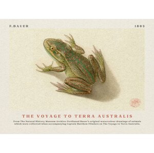 Obrazová reprodukce Watercolour Frog from The Voyage to Terra Australis (Vintage Academia) - Ferdinand Bauer, (40 x 30 cm)