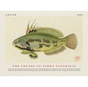 Obrazová reprodukce Watercolour Rainbow Cale Fish from The Voyage to Terra Australis (Vintage Academia) - Ferdinand Bauer, (40 x 30 cm)