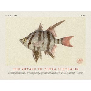 Obrazová reprodukce Watercolour Old Wife Fish from The Voyage to Terra Australis (Vintage Academia) - Ferdinand Bauer, (40 x 30 cm)