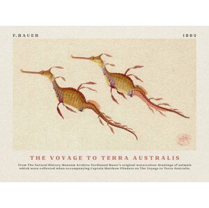 Obrazová reprodukce Watercolour Seahorses from The Voyage to Terra Australis (Vintage Academia) - Ferdinand Bauer, (40 x 30 cm)