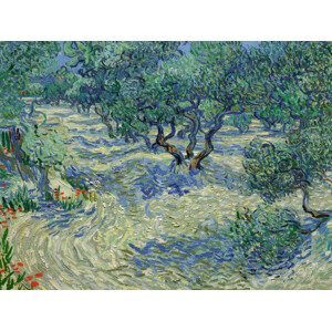 Obrazová reprodukce Olive Orchard - Vincent van Gogh, (40 x 30 cm)