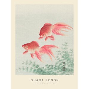 Obrazová reprodukce Two Veil Goldfish (Special Edition) - Ohara Koson, (30 x 40 cm)