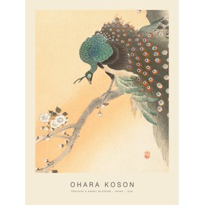Obrazová reprodukce Peacock & Honey Blossom (Special Edition) - Ohara Koson, (30 x 40 cm)