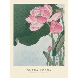 Obrazová reprodukce Blooming Lotus (Special Edition) - Ohara Koson, (30 x 40 cm)