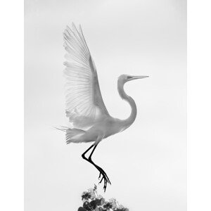 Umělecká fotografie Taking off, Vicki Lai, (30 x 40 cm)
