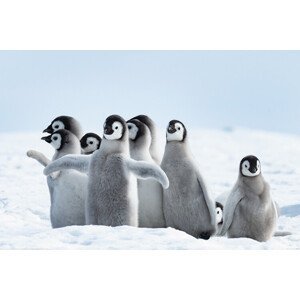 Plakát, Obraz - Penguins - Family, (120 x 80 cm)