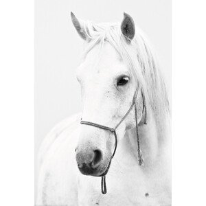 Plakát, Obraz - Horse - White Horse, (80 x 120 cm)