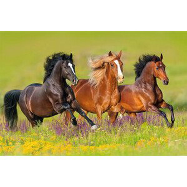 Plakát, Obraz - Horses - Run, (120 x 80 cm)