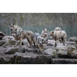 Plakát, Obraz - Wolf - Grey Wolves, (120 x 80 cm)
