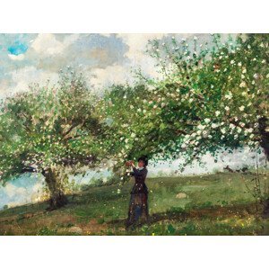 Obrazová reprodukce Girl Picking Apple Blossoms (Apple Orchard Harvest) - Winslow Homer, (40 x 30 cm)