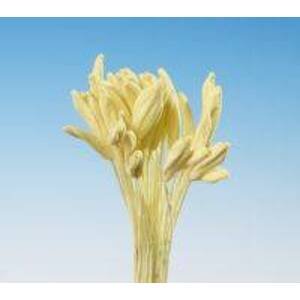 Pestíky Mečík, Gladiola žluté svazek - Hamilworth