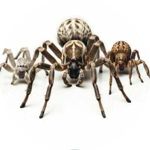 Jedlý papír pavouci 19,5cm - PICTURE
