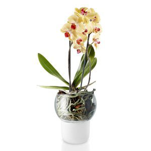 EVA SOLO Skleněný samozavlažovací květináč na orchideje OE 15 cm