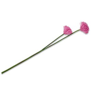 German ALLIUMI Květina česnekový květ / plast / růžová