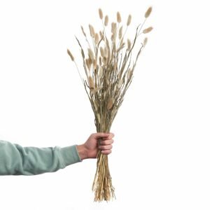 FLOWER MARKET Sušené kytice tráva Lagurus "Zaječí ocásek" 70 cm set 2 ks