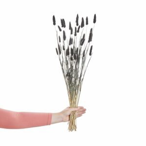 FLOWER MARKET Lagurus tráva sušená "Zaječí ocásek" 70 cm - černá