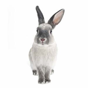 Nástěnná samolepka Dekornik Rabbit Harry, 37 x 80 cm