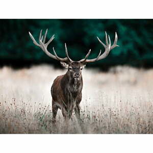 Obraz 85x113 cm Deer – Styler